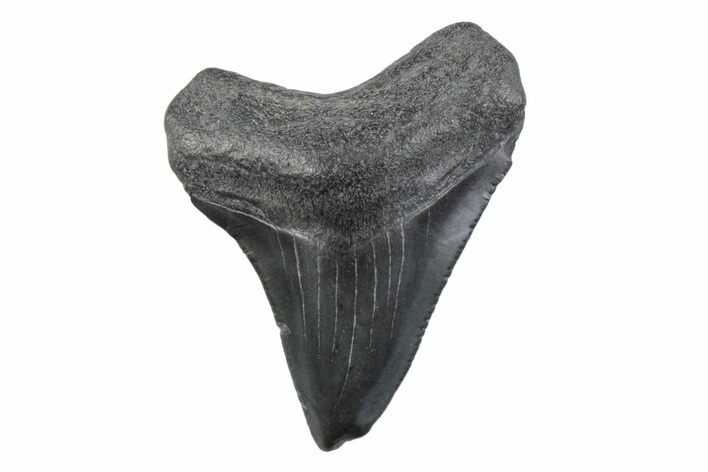 Serrated, Juvenile Megalodon Tooth - South Carolina #362234